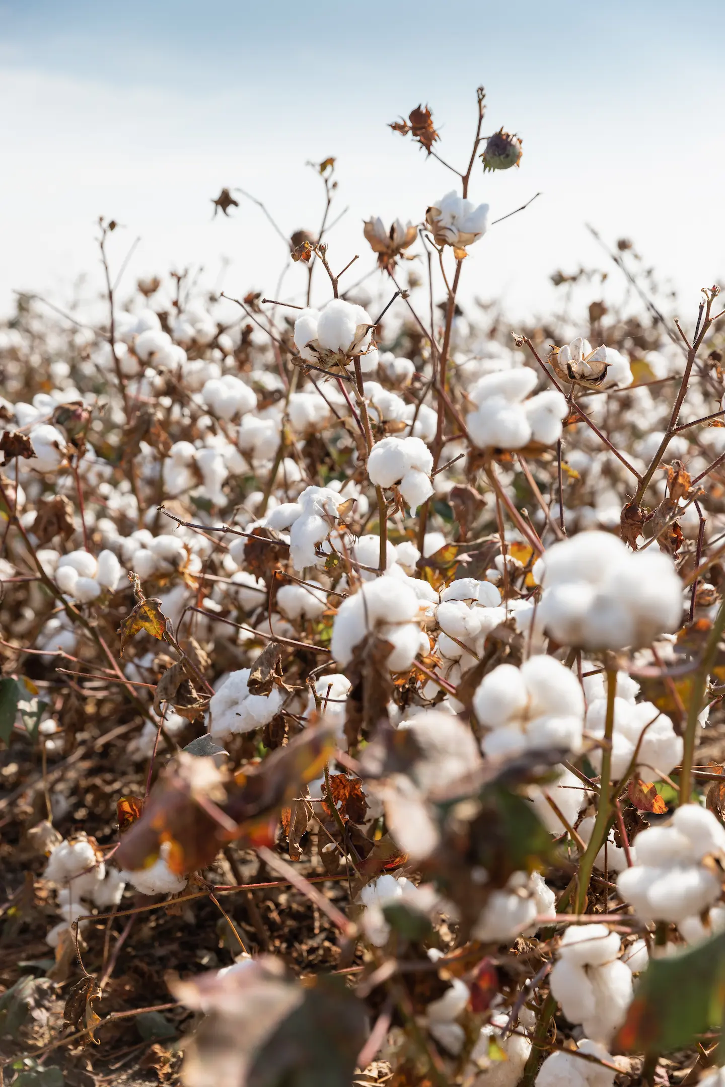 COTTON MADE IN FRANCE GROWN IN THE LANDES - MAÏSADOUR
