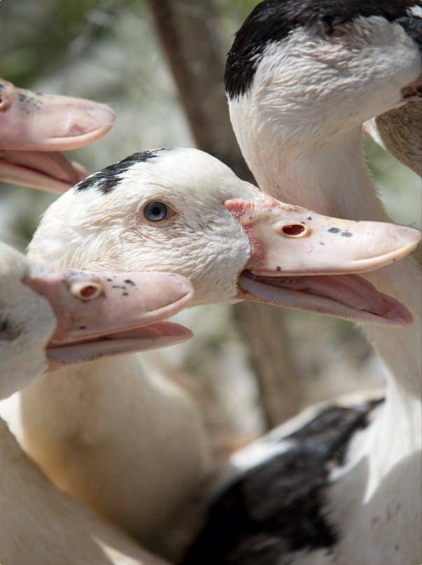 maisadour_canard_gras