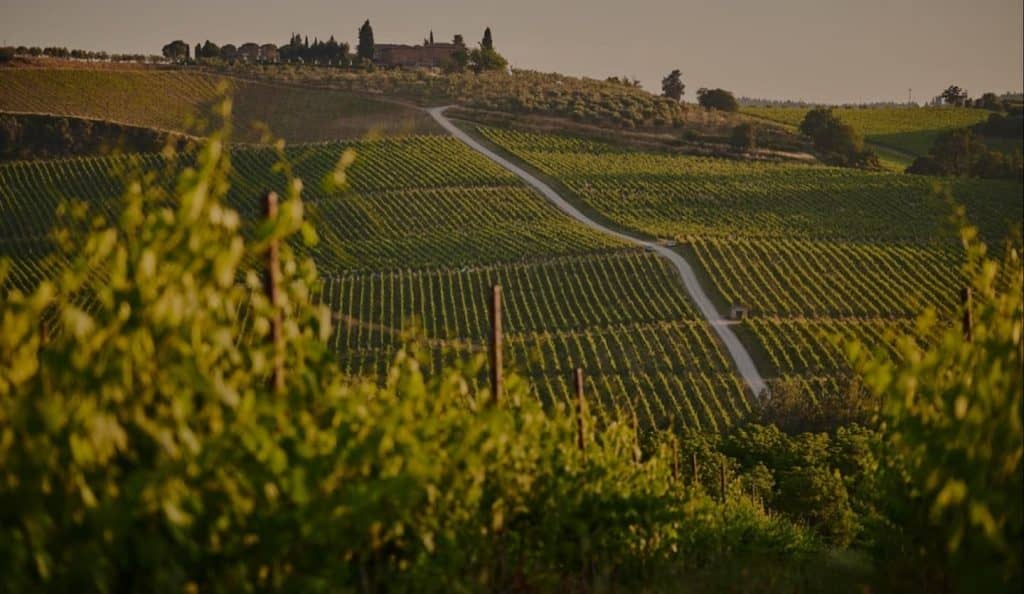 maisadour_cultures_vigne_metiers