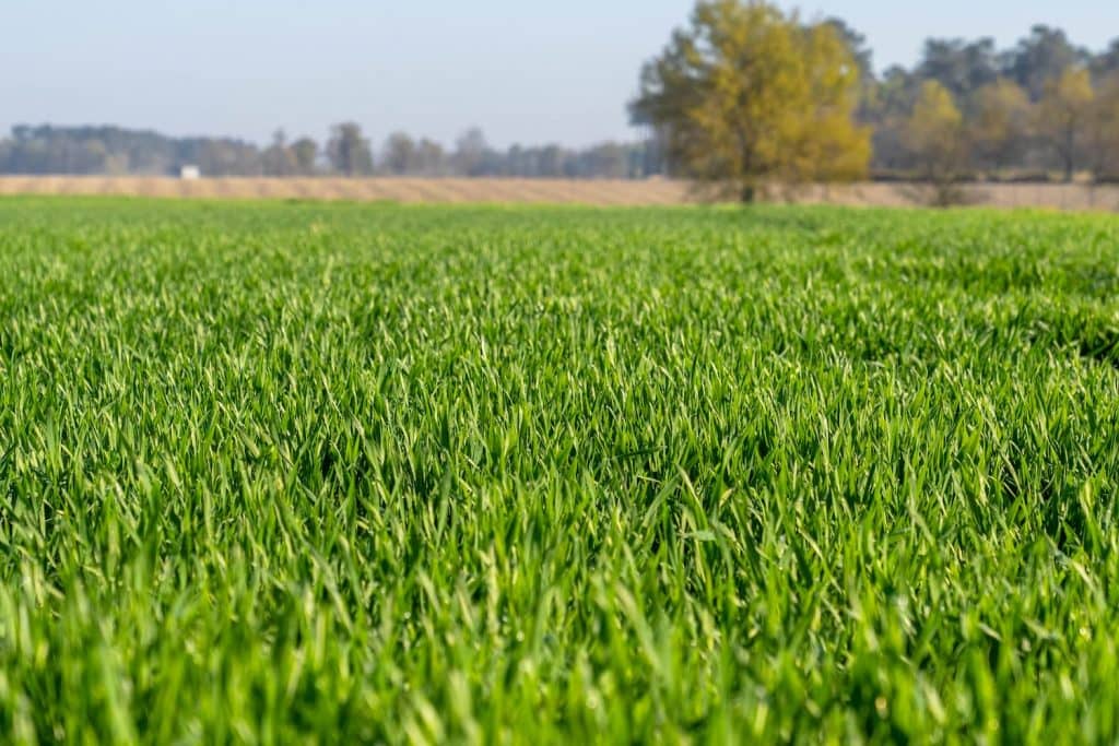 Photo couverts végétaux