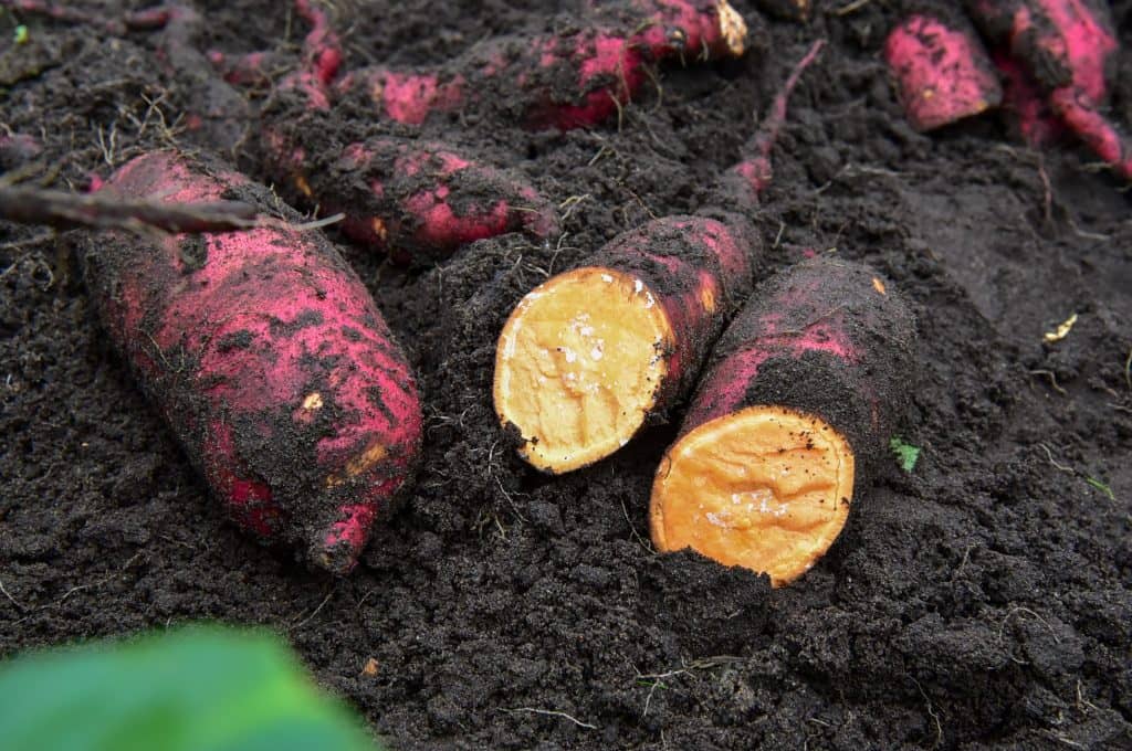 actualités-maisadour-fruits-et-légumes-fin-de-récolte-patates-douces