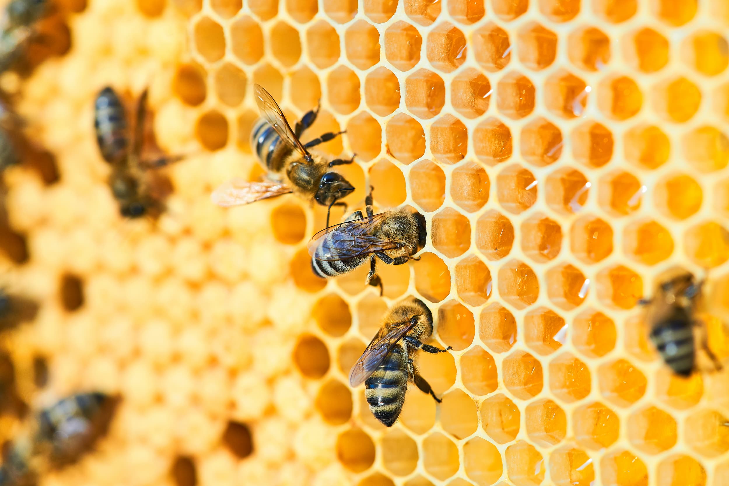 abeille - miel - apiculture