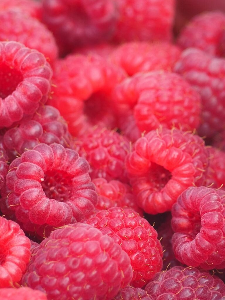 récolte de framboises