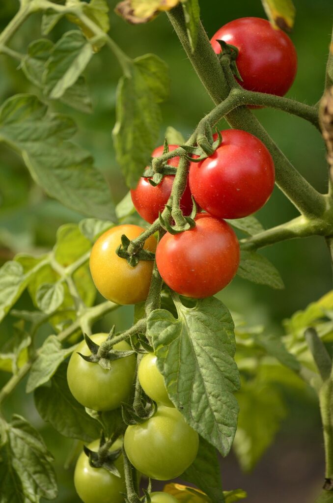 Biodiversité - biostimulant