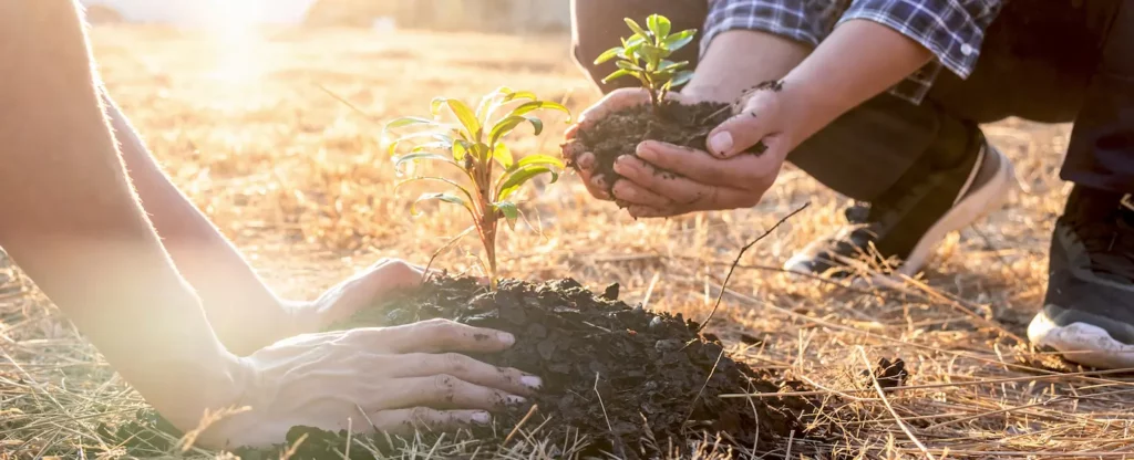 Agroforesterie - biodiversité - Marie Hot