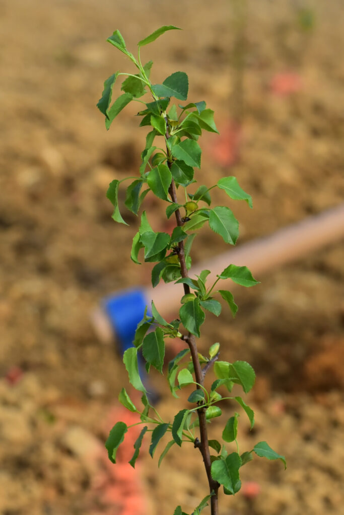 Agroforesterie - biodiversité - Marie Hot