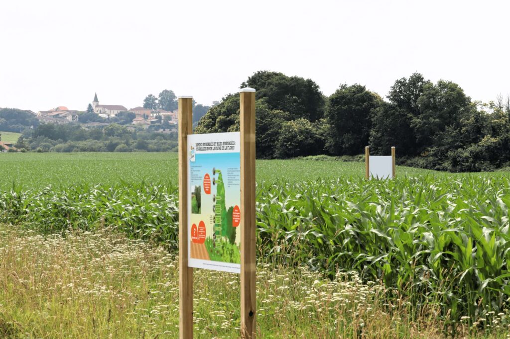 à DOAZIT Maïsadour a installé un parcours pédagogique composé de 12 panneaux disposés le long des champs