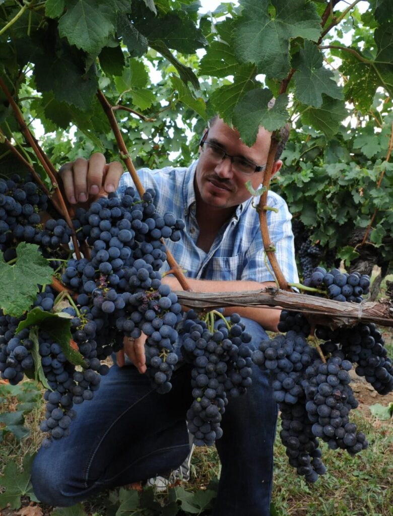 vigne raisin rouge