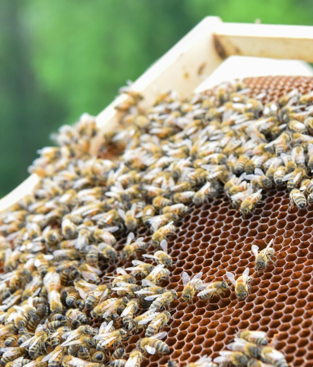 Apiculture